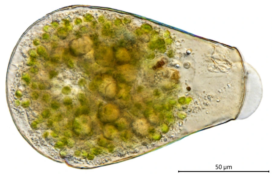 Hyalosphenia papilio
