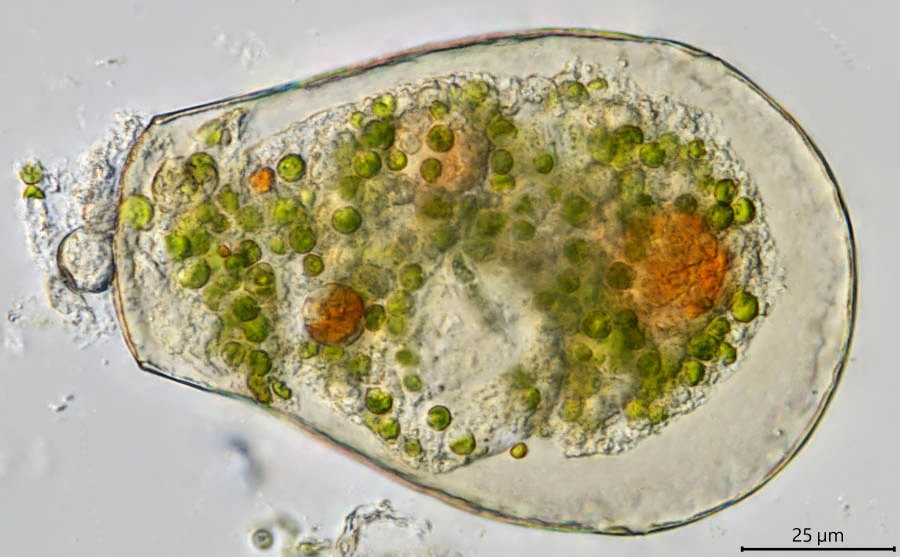 Hyalosphenia papilio