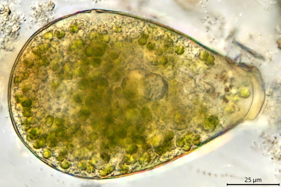 Hyalosphenia papilio