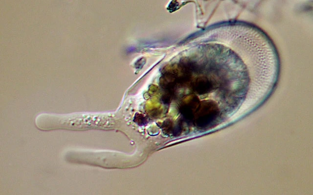 Hyalosphenia punctata