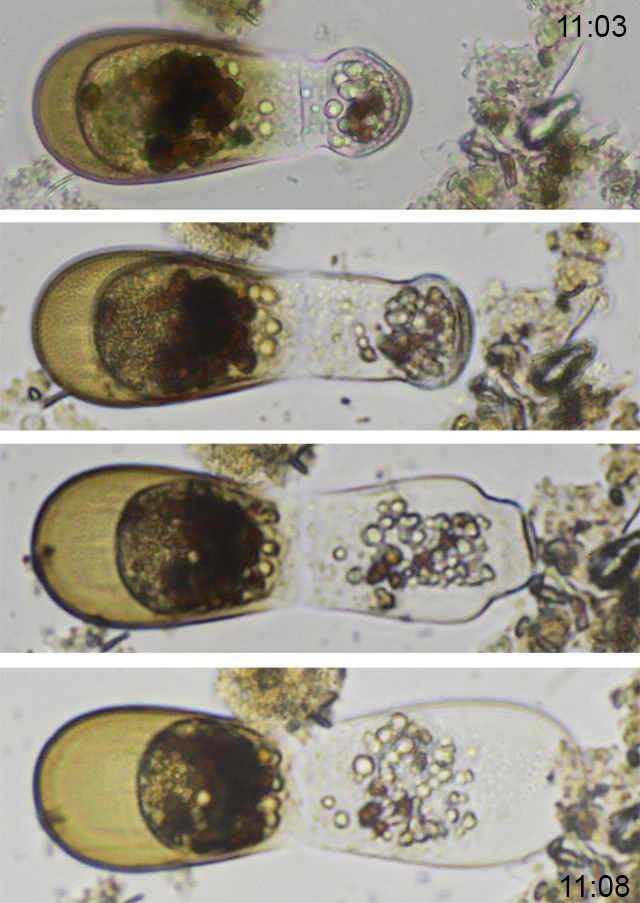 Hyalosphenia punctata