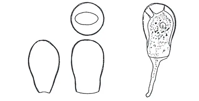 Hyalosphenia savoiei