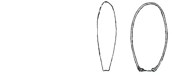 Hyalosphenia schoutedeni