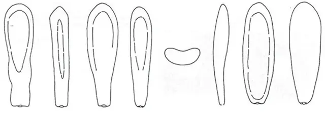 Hyalosphenia tamdaoensis