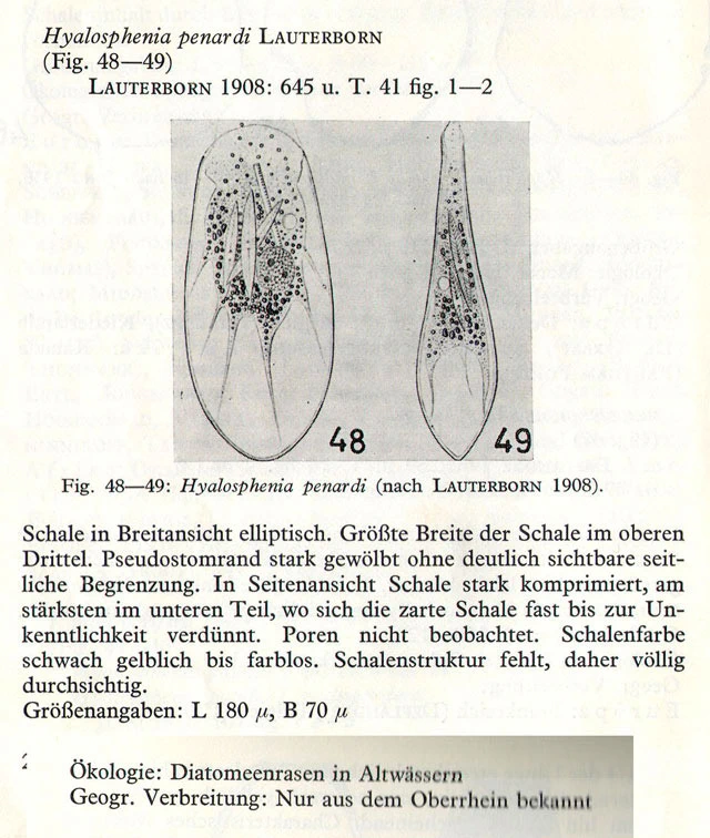 Hyalosphenia penardi