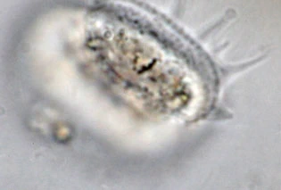 Penardeugenia