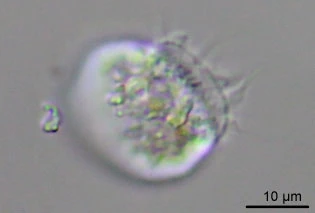 Penardeugenia