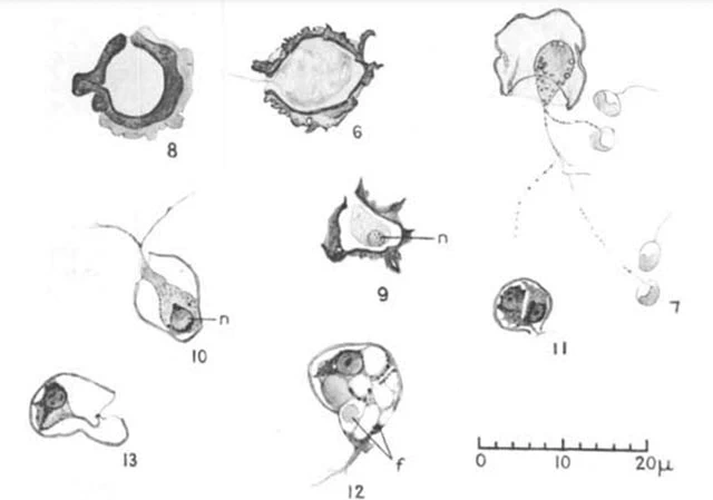 Paralieberkuehnia elegantula