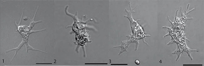 Korotnevella pelagolacustris