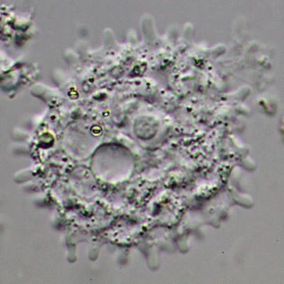 Korotnevella stella