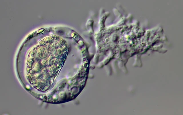 Korotnevella stella