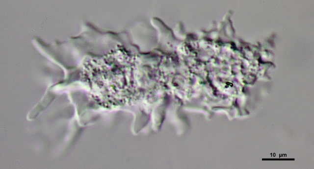 Korotnevella stella