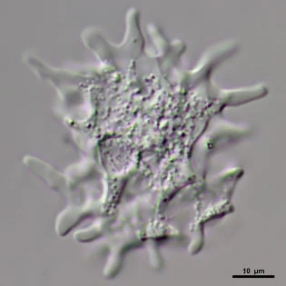 Korotnevella stella