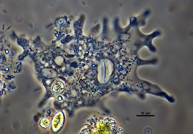 Korotnevella stella