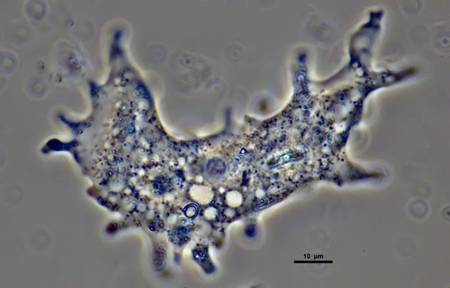 Korotnevella stella