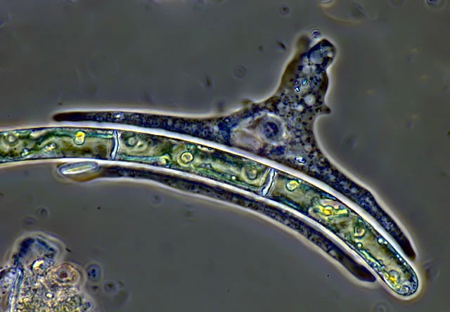 Korotnevella stella