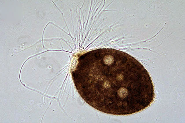 Lacogromia cassipara