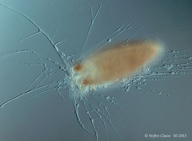Lacogromia cassipara