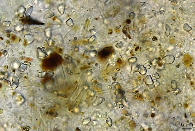 Lacogromia cassipara