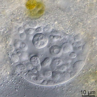 Lacogromia cassipara