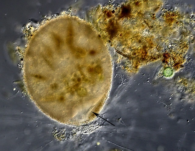 Lacogromia-cassipara