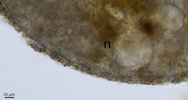 Lacogromia cassipara