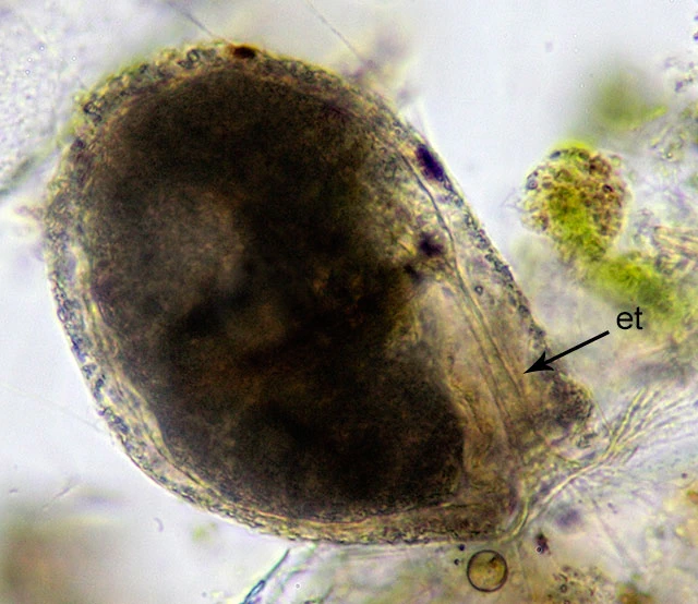 Lacogromia cassipara