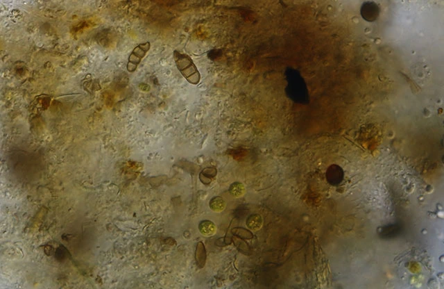Lacogromia-cassipara