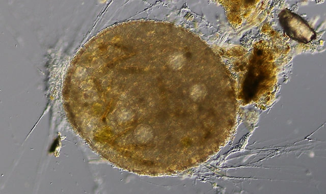 Lacogromia cassipara