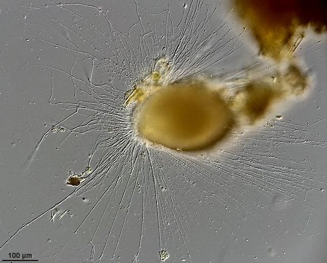 Lacogromia cassipara