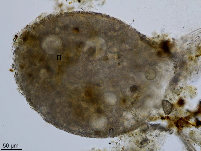 Lacogromia cassipara