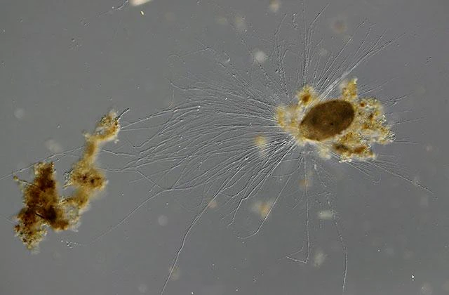 Lacogromia cassipara