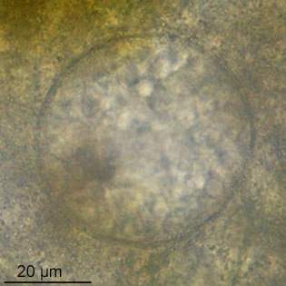 Lacogromia cassipara