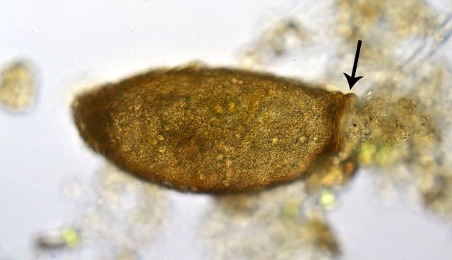 Lacogromia cassipara