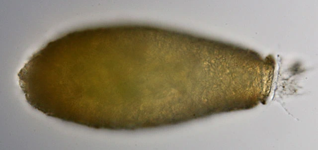 Lacogromia cassipara