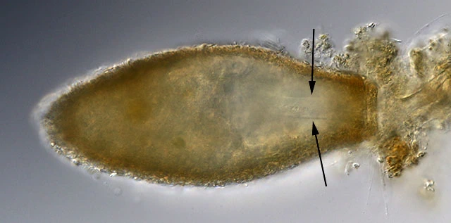 Lacogromia cassipara