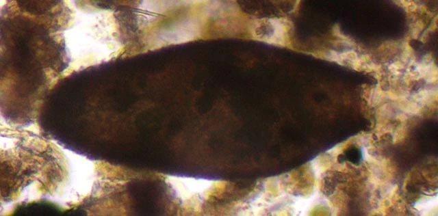 Lacogromia cassipara