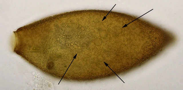 Lacogromia cassipara