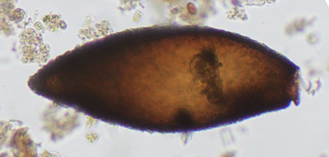 Lacogromia cassipara