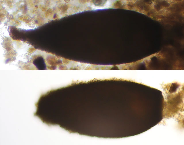Lacogromia cassipara
