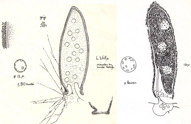 Lacogromia cassipara