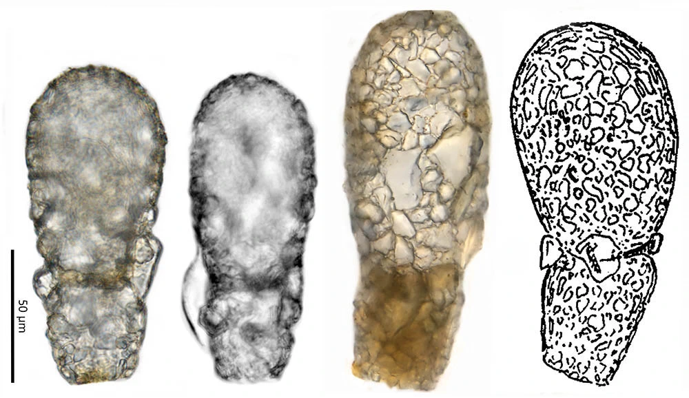 Lagenodifflugia bryophila