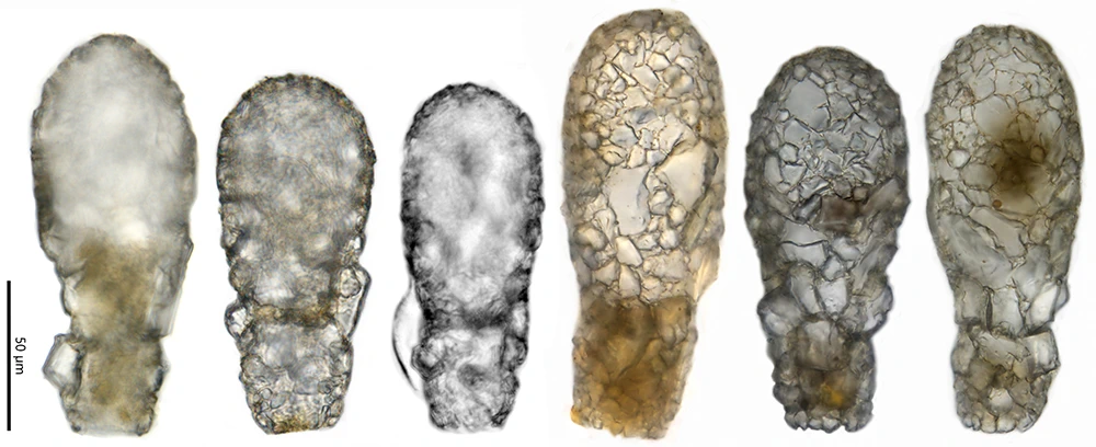 Lagenodifflugia bryophila