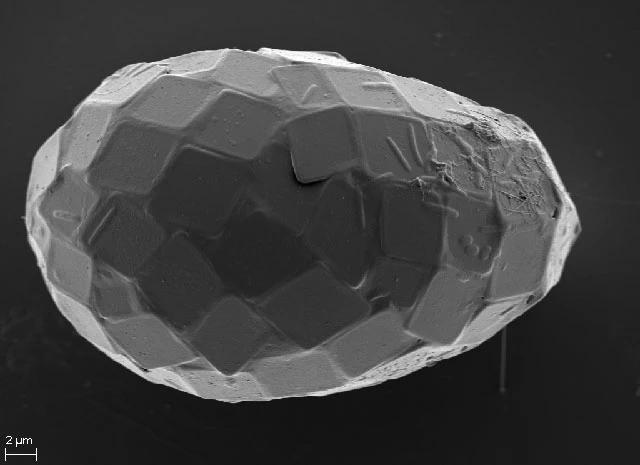 Microquadrula spec.