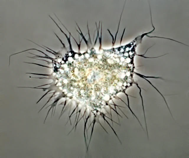 Lateromyxa gallica
