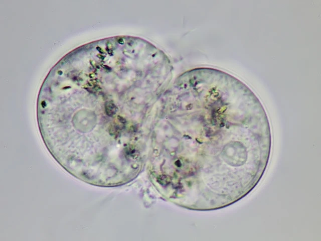 Lecythium granulatus