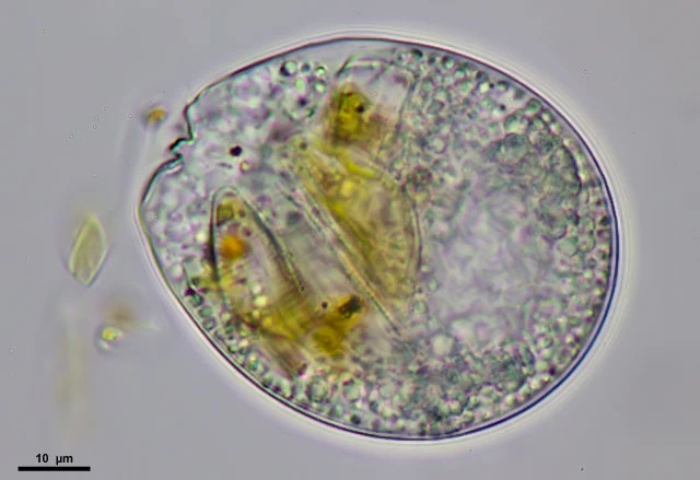 Lecythium granulatus