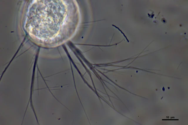 Lecythium granulatus