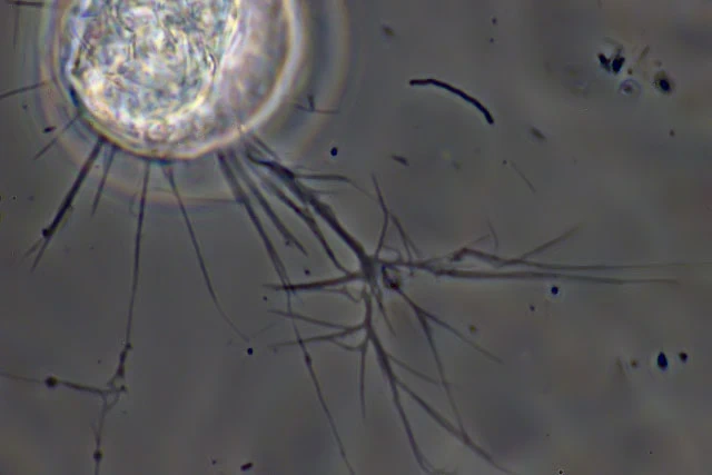 Lecythium granulatus