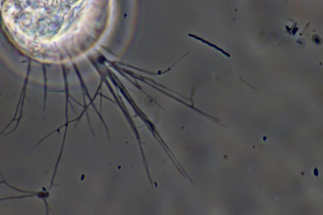 Lecythium granulatus